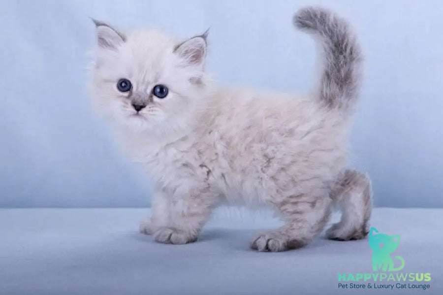 Iskra Siberian female black tabby pointed - live animals