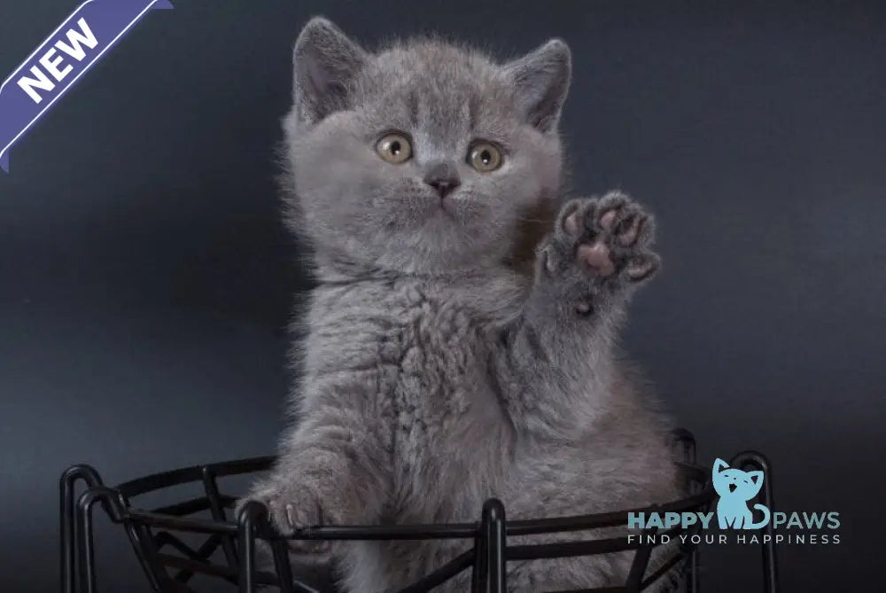 Isla British Shorthair female blue live animals