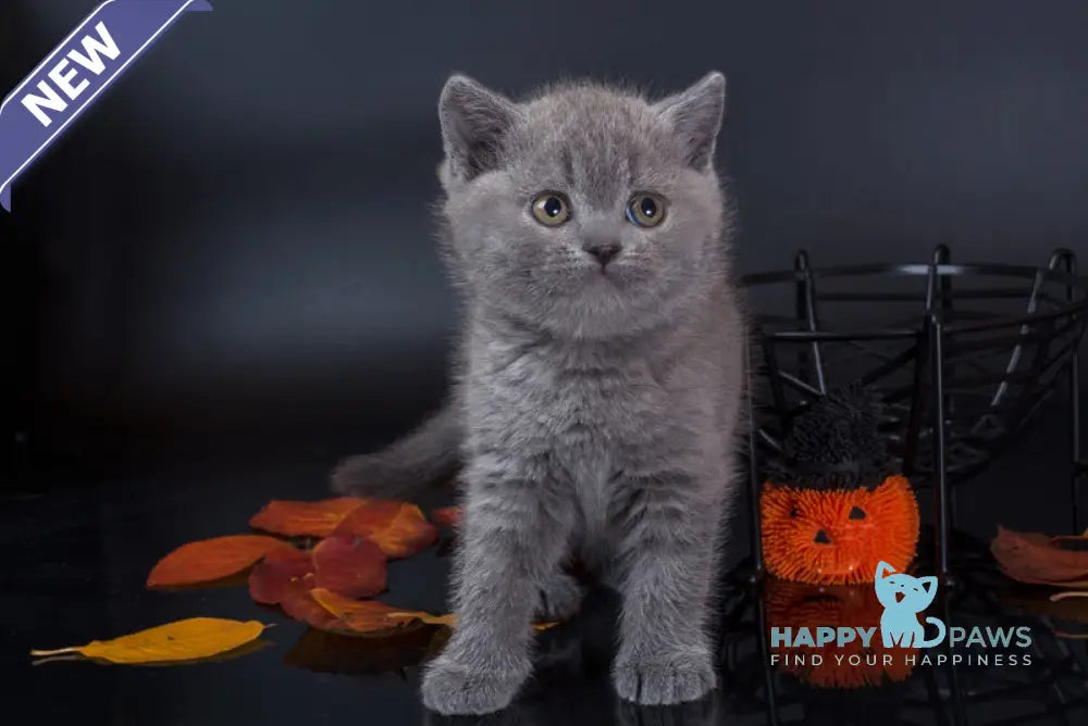 Isla British Shorthair female blue live animals