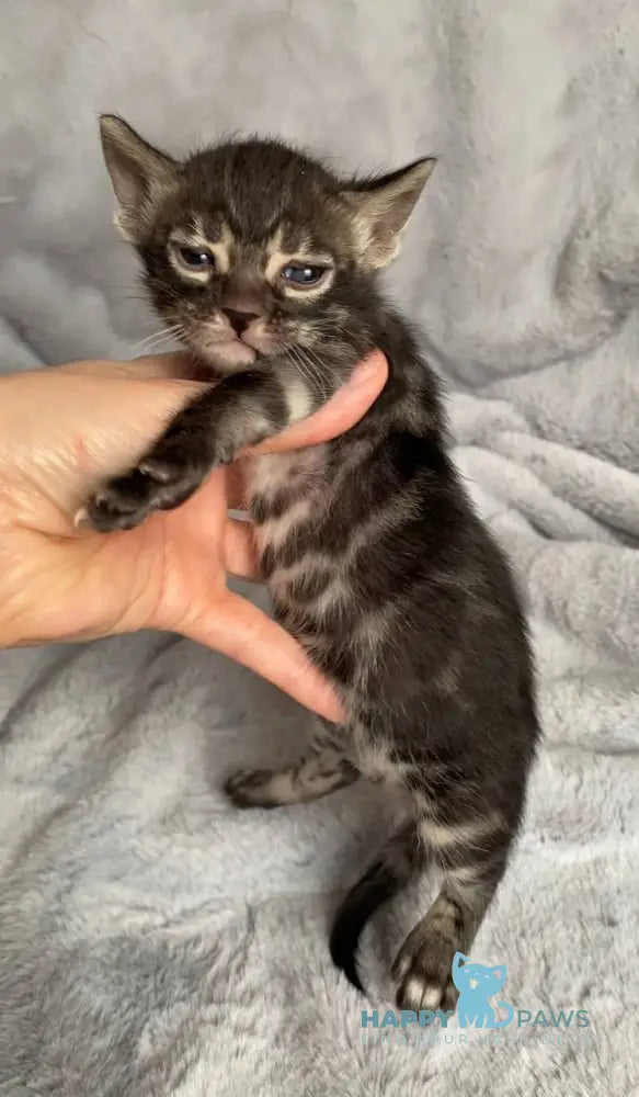 Isolde Bengal female black amber spotted tabby live animals
