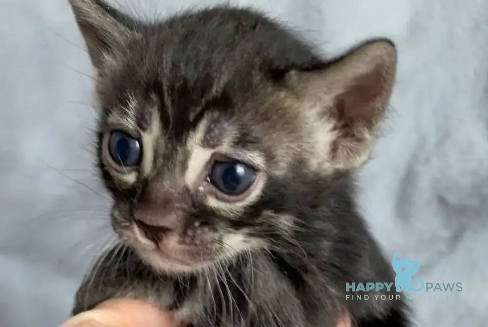 Isolde Bengal female black amber spotted tabby live animals