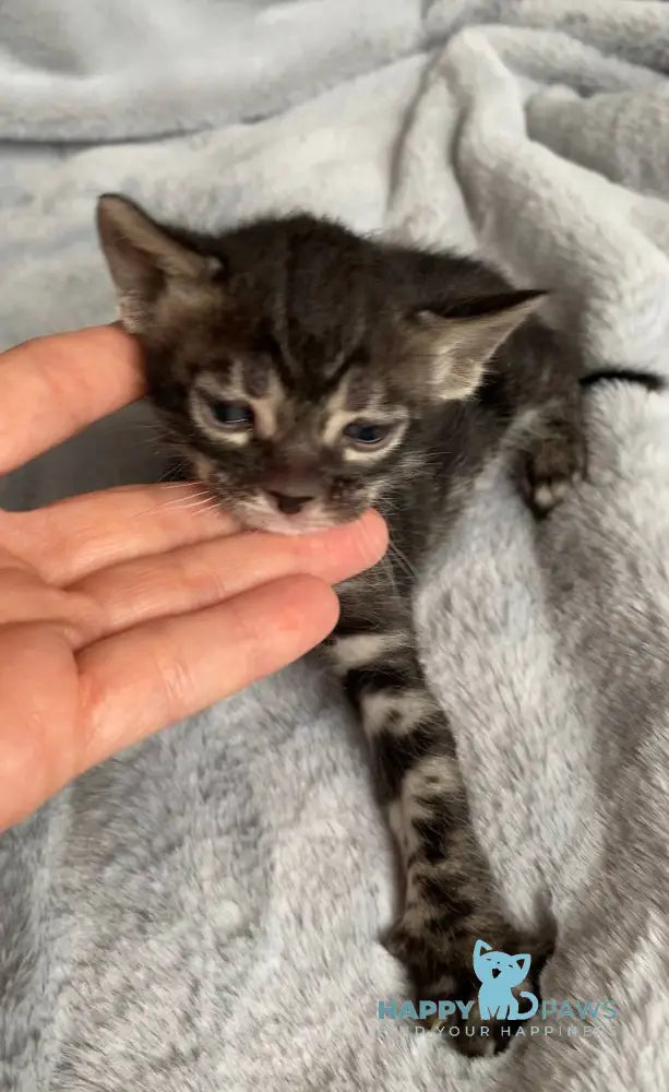 Isolde Bengal female black amber spotted tabby live animals