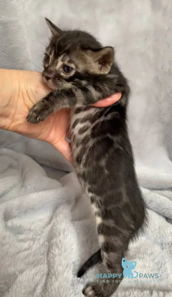 Isolde Bengal female black amber spotted tabby live animals