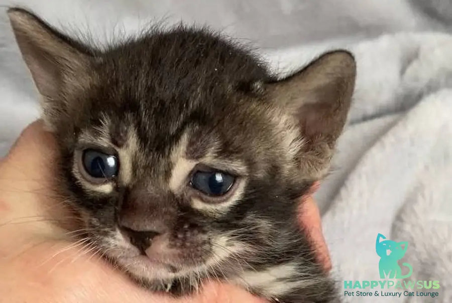 Isolde Bengal female black amber spotted tabby live animals