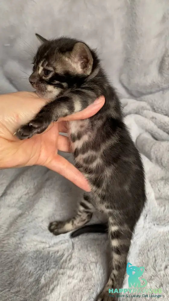 Isolde Bengal female black amber spotted tabby live animals