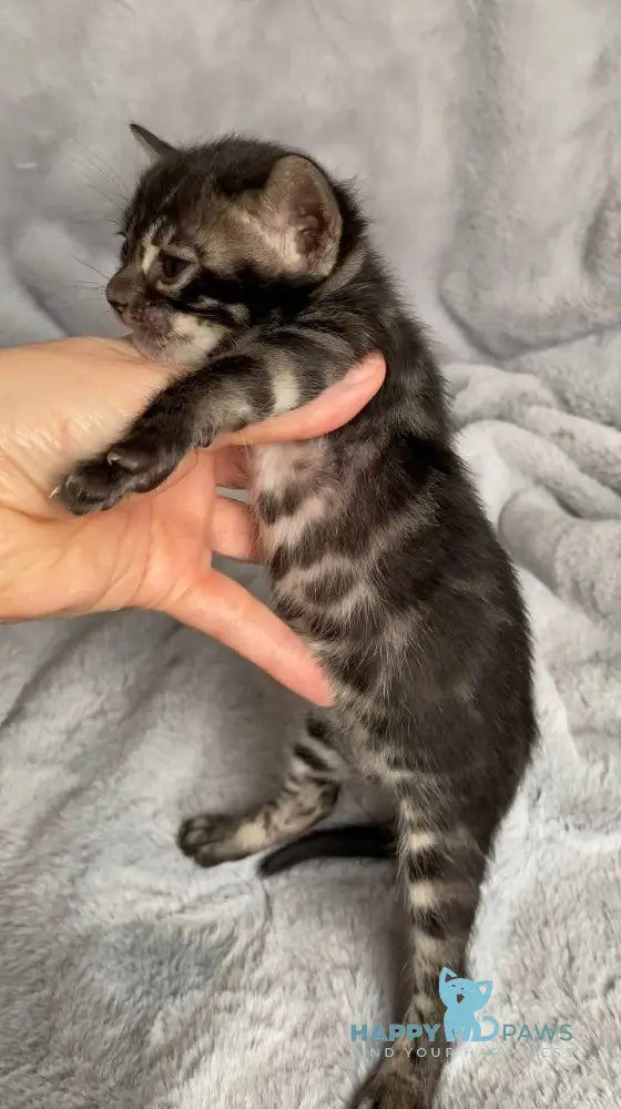 Isolde Bengal female black amber spotted tabby live animals