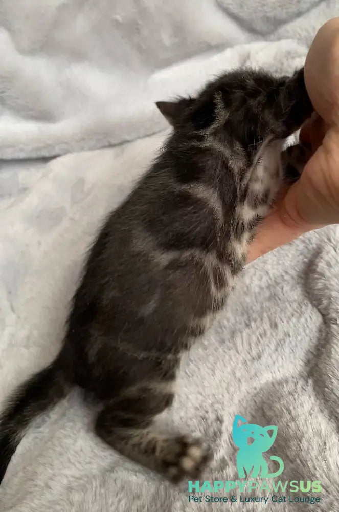 Isolde Bengal female black amber spotted tabby live animals
