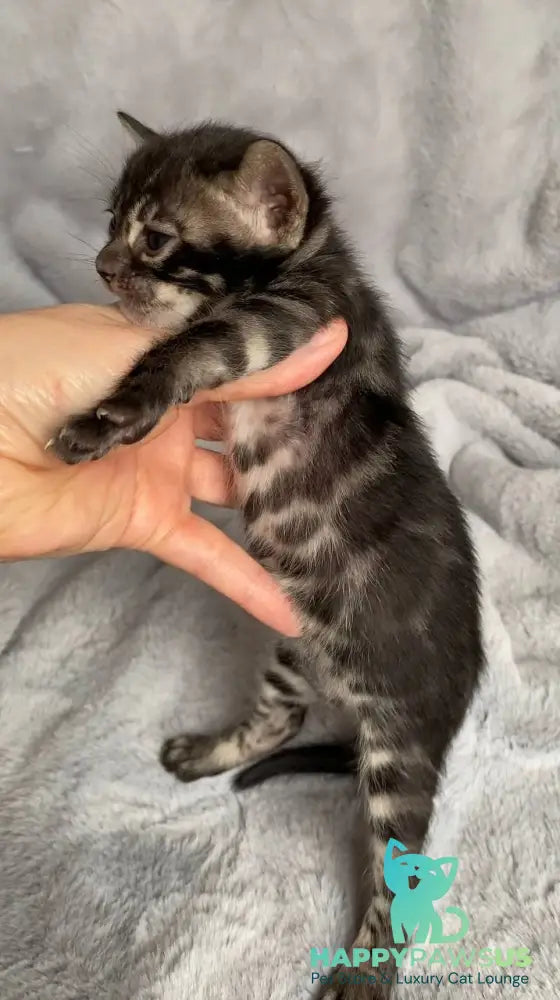 Isolde Bengal female black amber spotted tabby live animals
