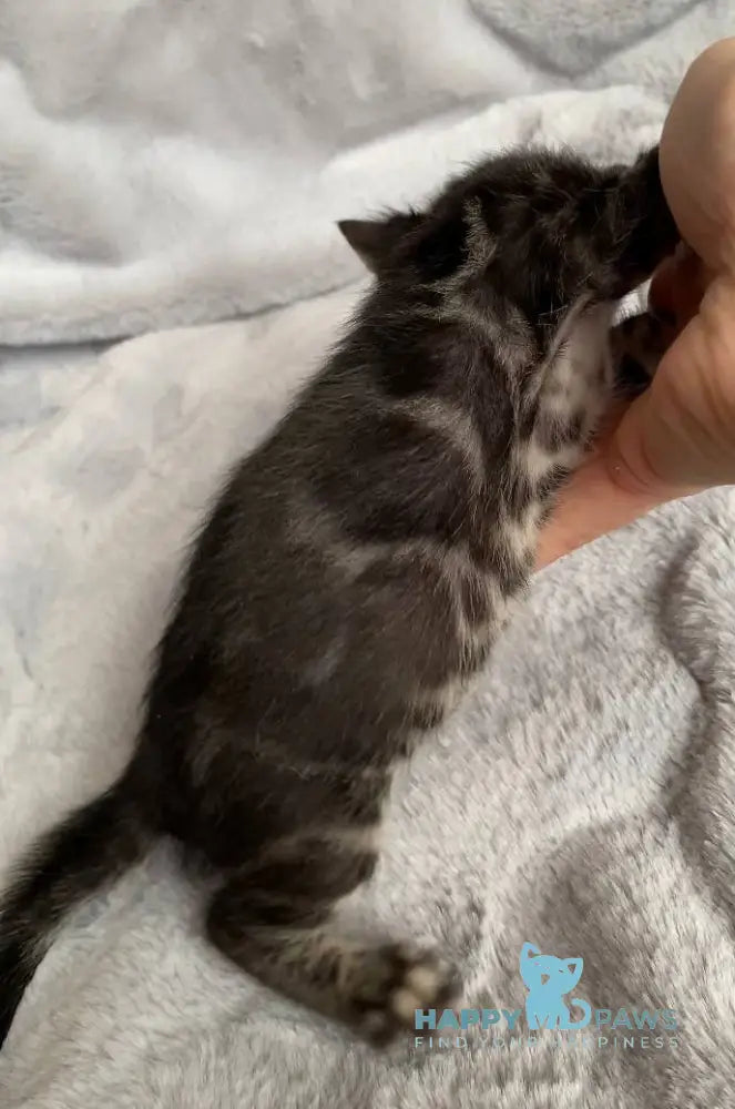 Isolde Bengal female black amber spotted tabby live animals