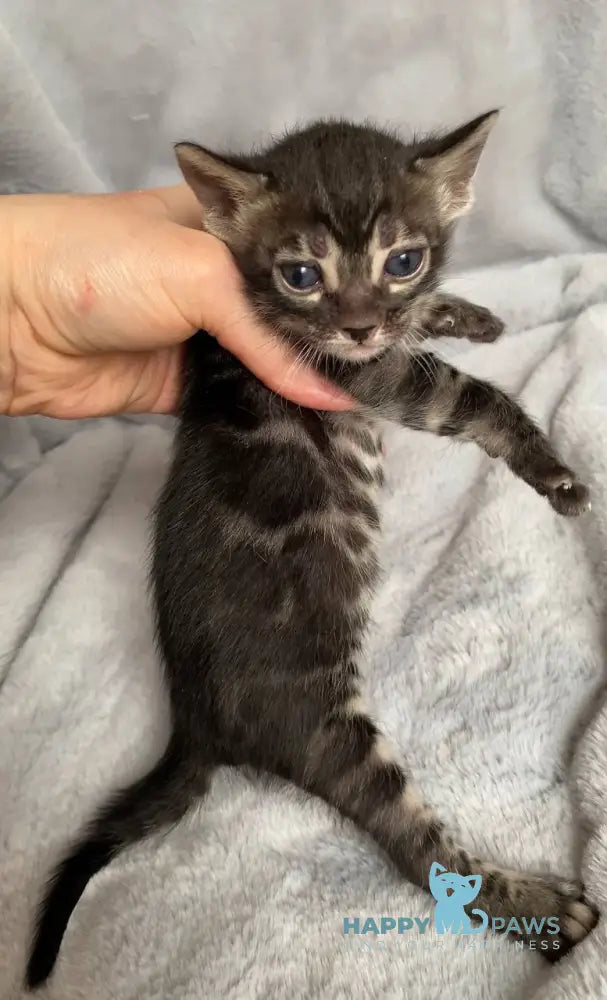 Isolde Bengal female black amber spotted tabby live animals