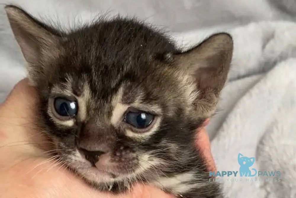 Isolde Bengal female black amber spotted tabby live animals