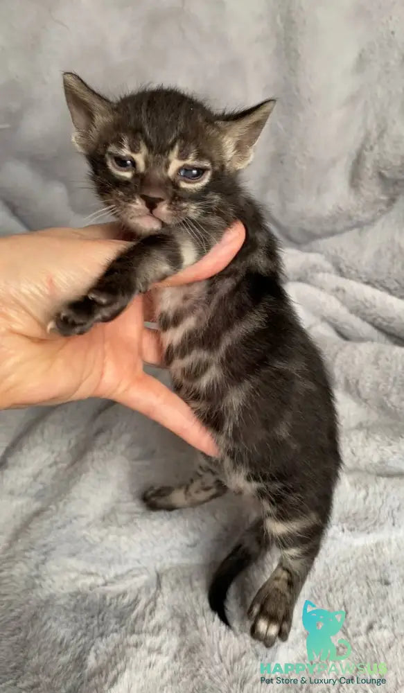 Isolde Bengal female black amber spotted tabby live animals