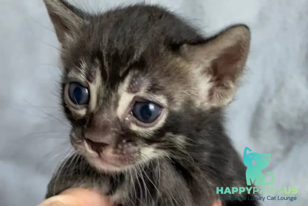 Isolde Bengal female black amber spotted tabby live animals