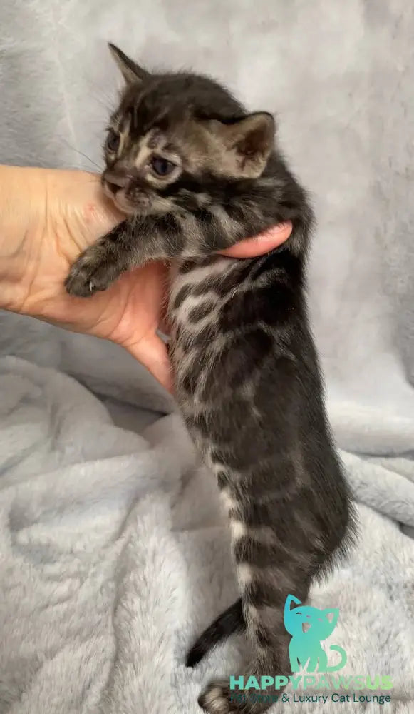 Isolde Bengal female black amber spotted tabby live animals