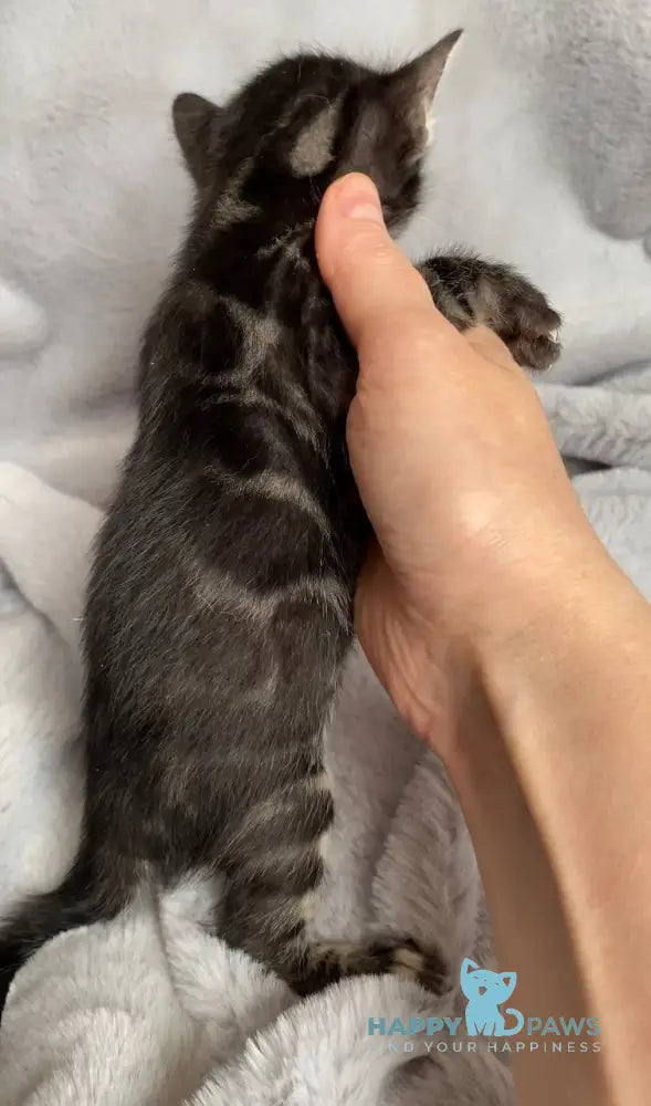 Isolde Bengal female black amber spotted tabby live animals