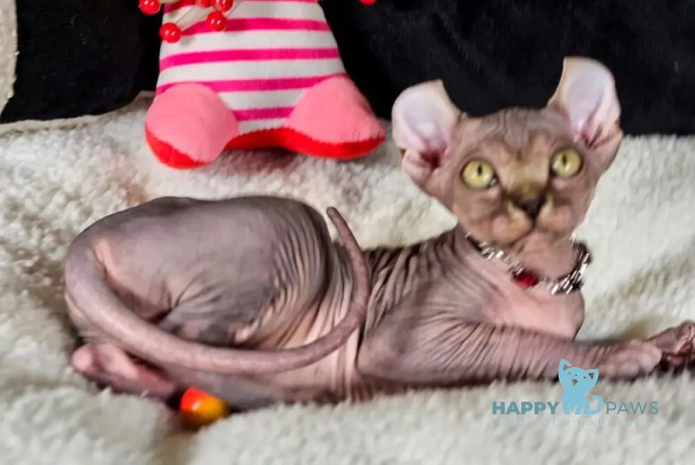 Isolde Elf female black bicolour tabby live animals