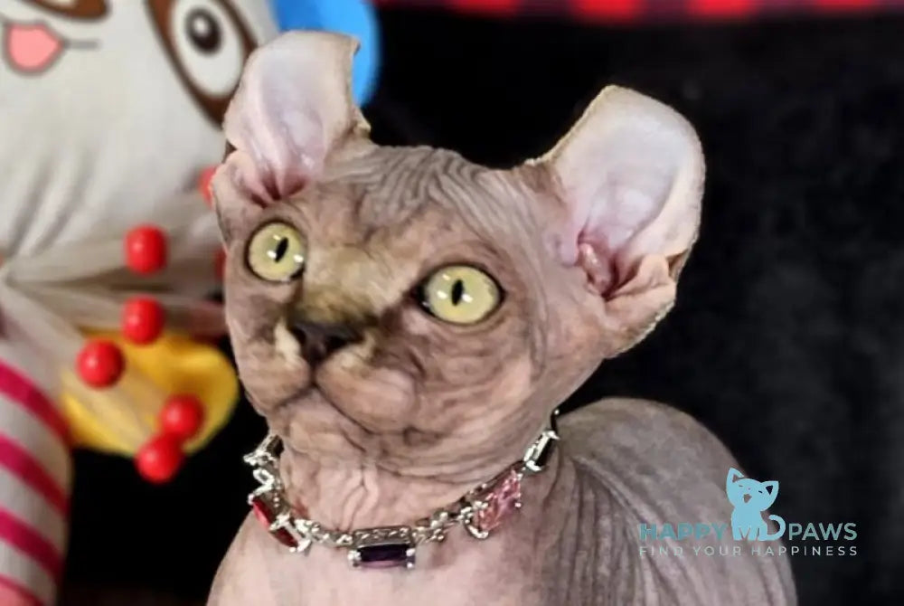 Isolde Elf female black bicolour tabby live animals