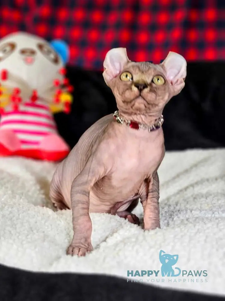 Isolde Elf female black bicolour tabby live animals