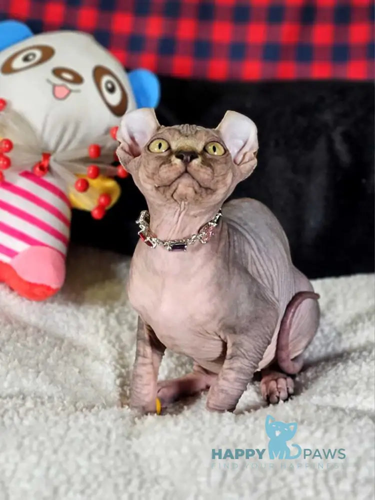 Isolde Elf female black bicolour tabby live animals