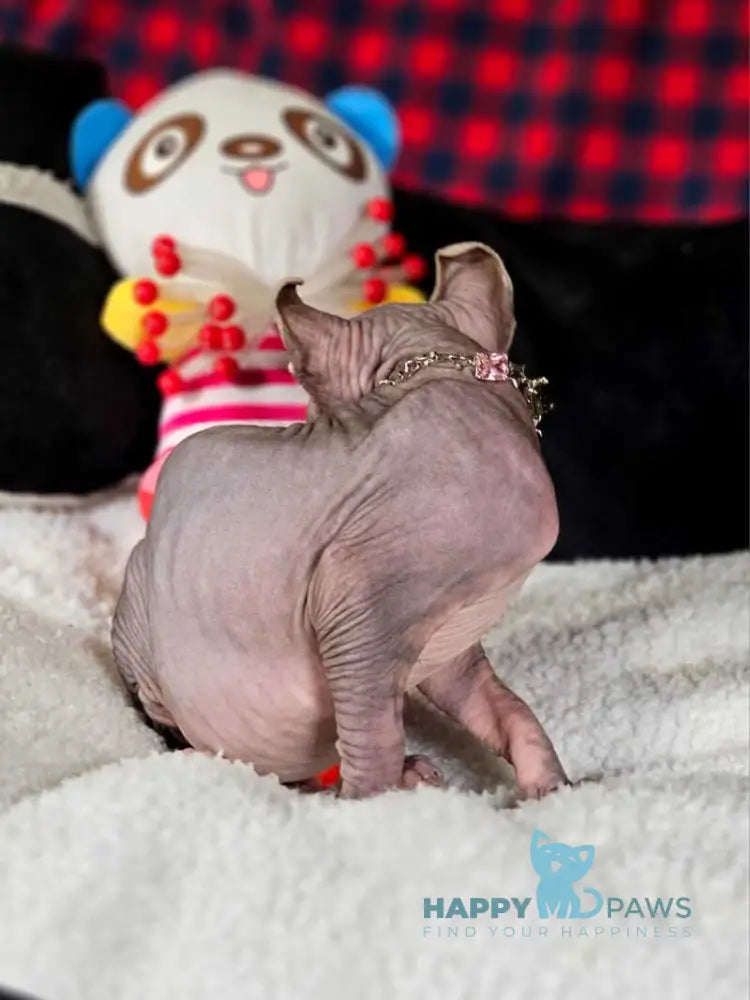 Isolde Elf female black bicolour tabby live animals