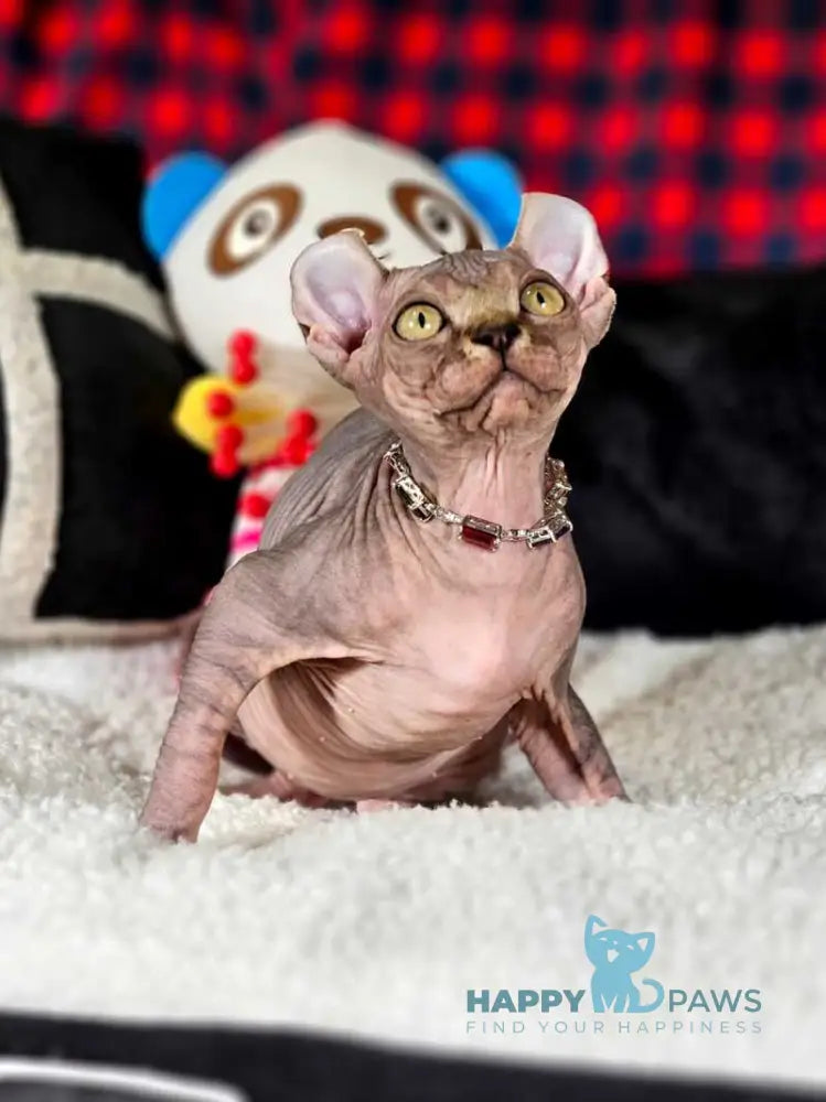 Isolde Elf female black bicolour tabby live animals