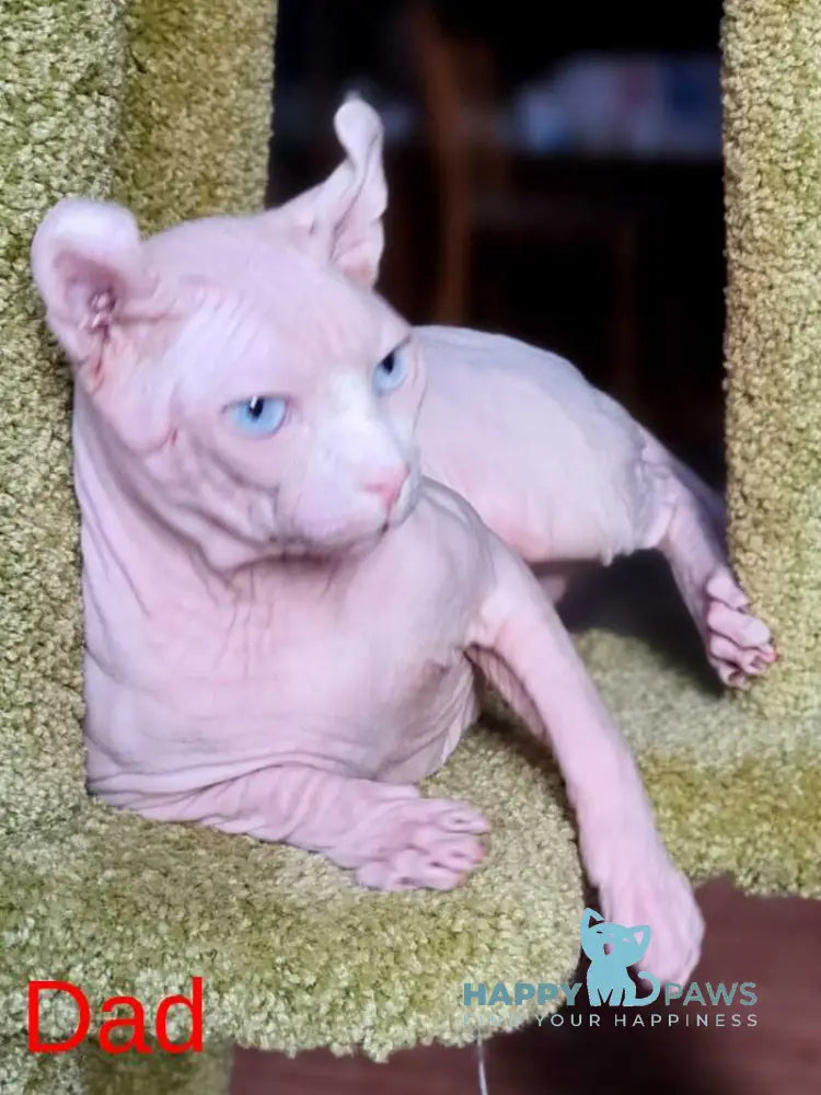 Isolde Elf female black bicolour tabby live animals