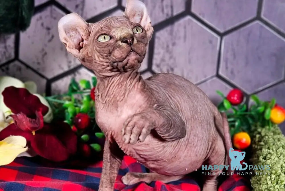 Isolde Elf female black bicolour tabby live animals