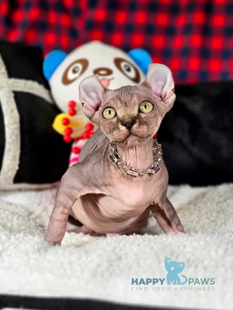 Isolde Elf female black bicolour tabby live animals