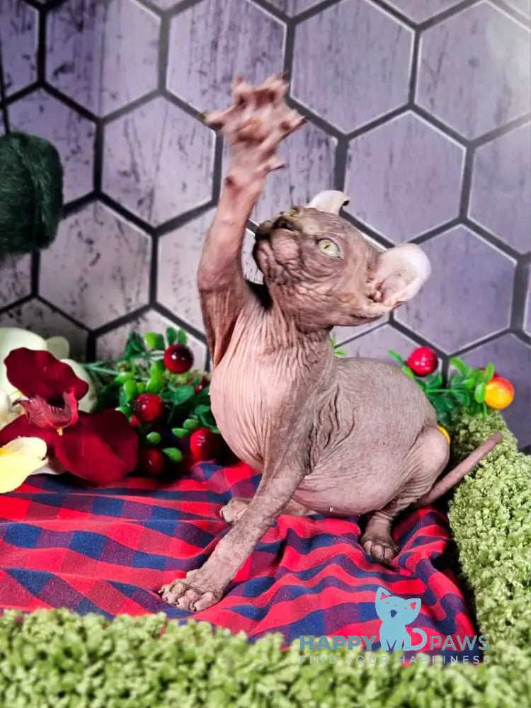 Isolde Elf female black bicolour tabby live animals