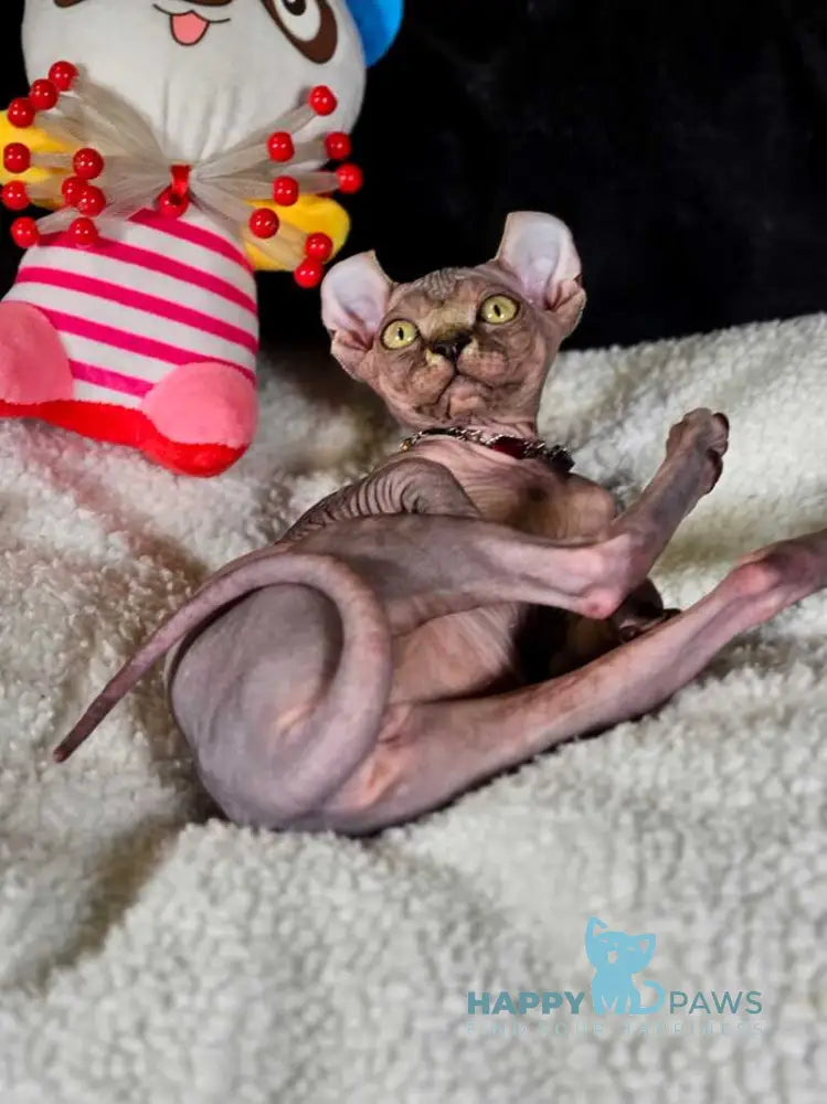 Isolde Elf female black bicolour tabby live animals