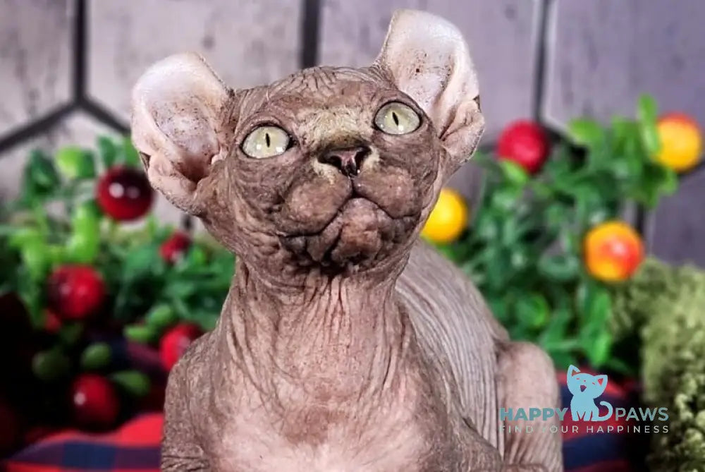 Isolde Elf female black bicolour tabby live animals