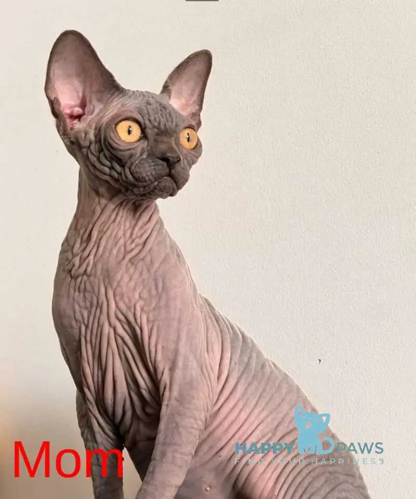 Isolde Elf female black bicolour tabby live animals