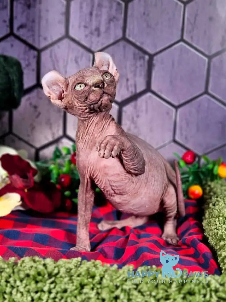 Isolde Elf female black bicolour tabby live animals