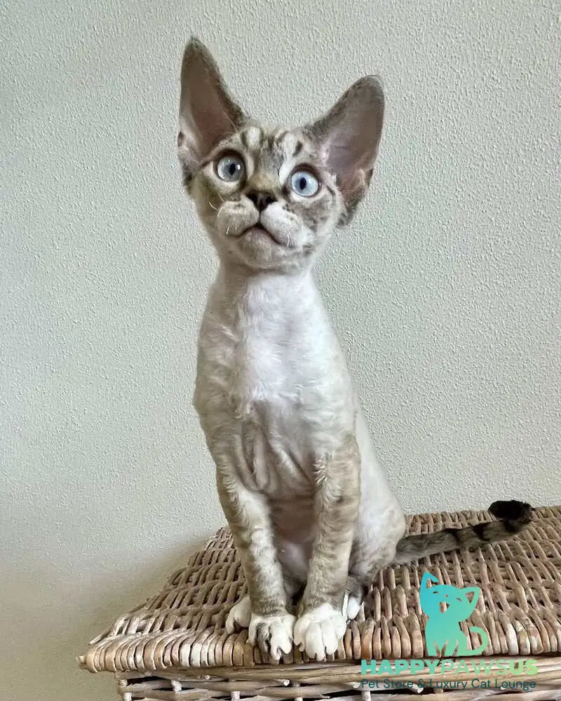 Isolde Grace Devon Rex female chocolate bicolour tabby pointed - live animals
