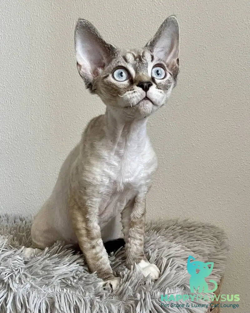 Isolde Grace Devon Rex female chocolate bicolour tabby pointed - live animals