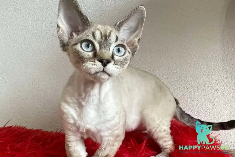 Isolde Grace Devon Rex female chocolate bicolour tabby pointed - live animals