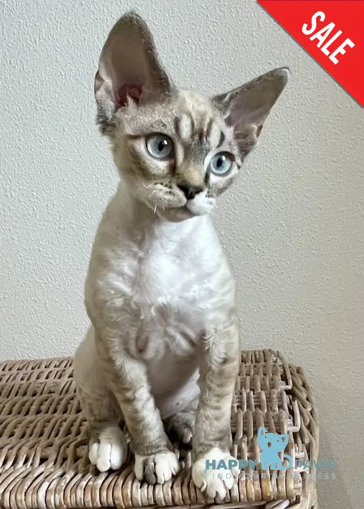 Isolde Grace Devon Rex female chocolate bicolour tabby pointed - live animals