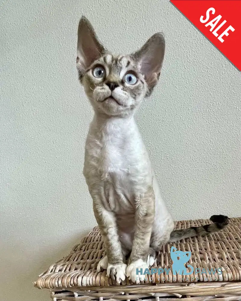 Isolde Grace Devon Rex female chocolate bicolour tabby pointed - live animals