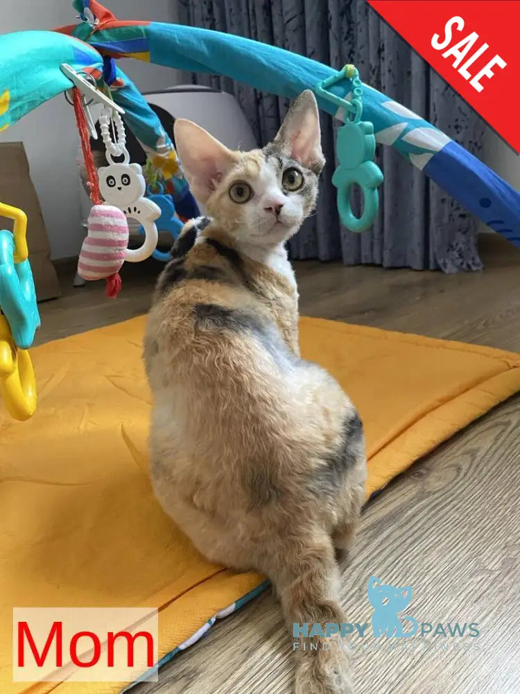 Isolde Grace Devon Rex female chocolate bicolour tabby pointed - live animals