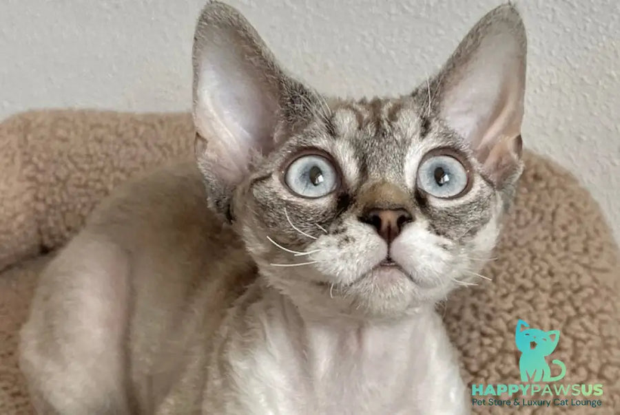 Isolde Grace Devon Rex female chocolate bicolour tabby pointed - live animals