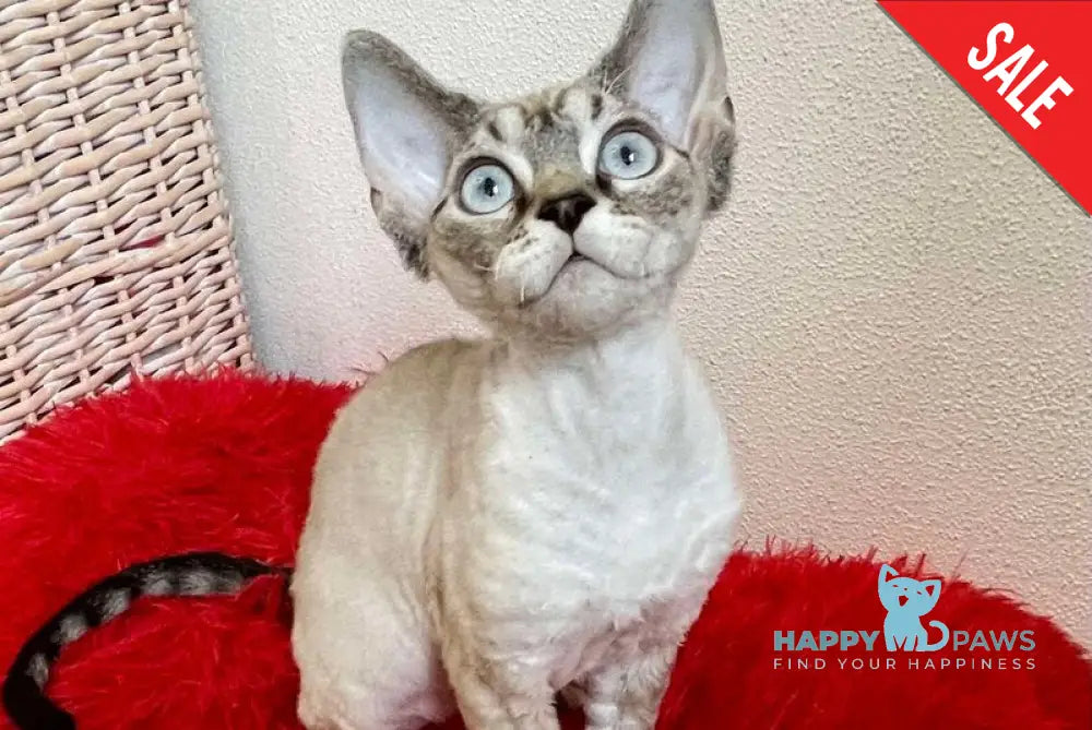 Isolde Grace Devon Rex female chocolate bicolour tabby pointed - live animals