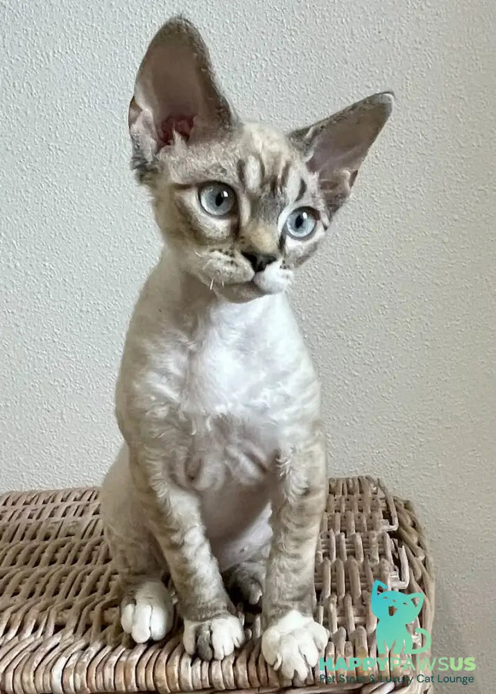 Isolde Grace Devon Rex female chocolate bicolour tabby pointed - live animals