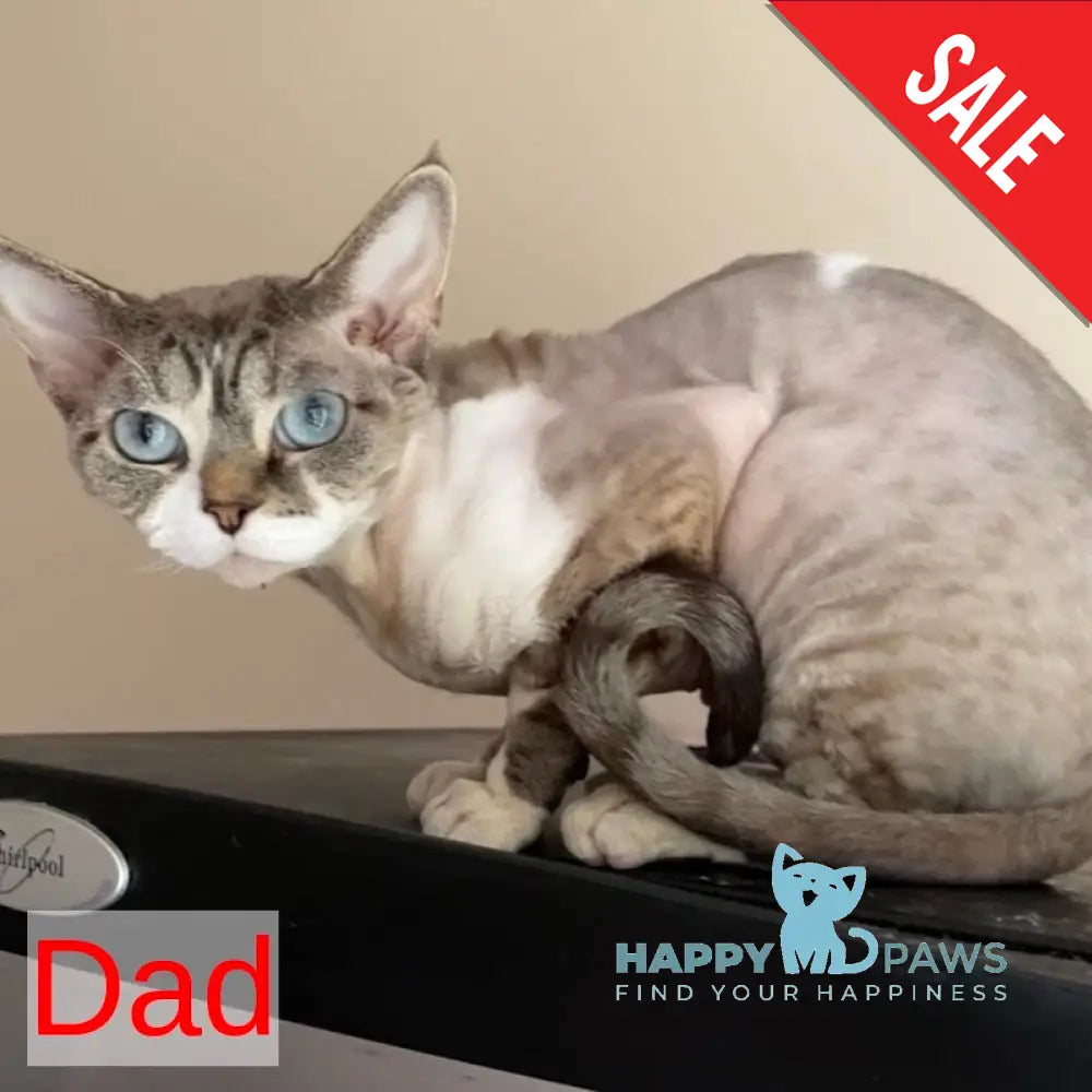 Isolde Grace Devon Rex female chocolate bicolour tabby pointed - live animals
