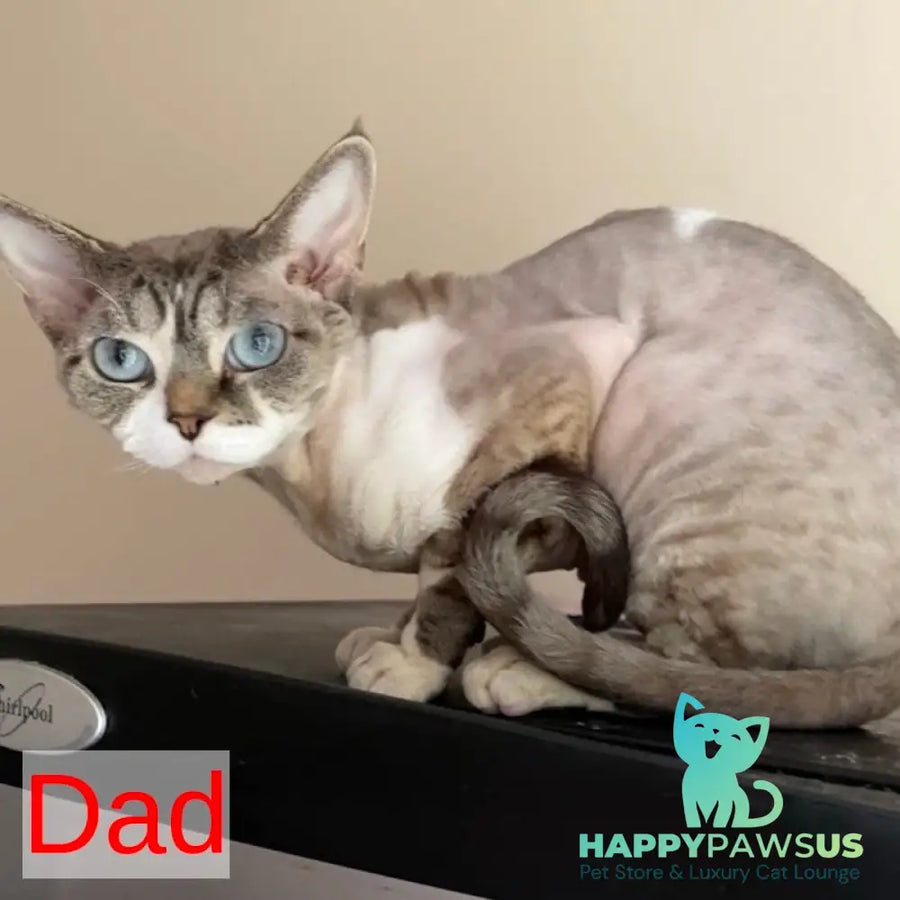 Isolde Grace Devon Rex female chocolate bicolour tabby pointed - live animals