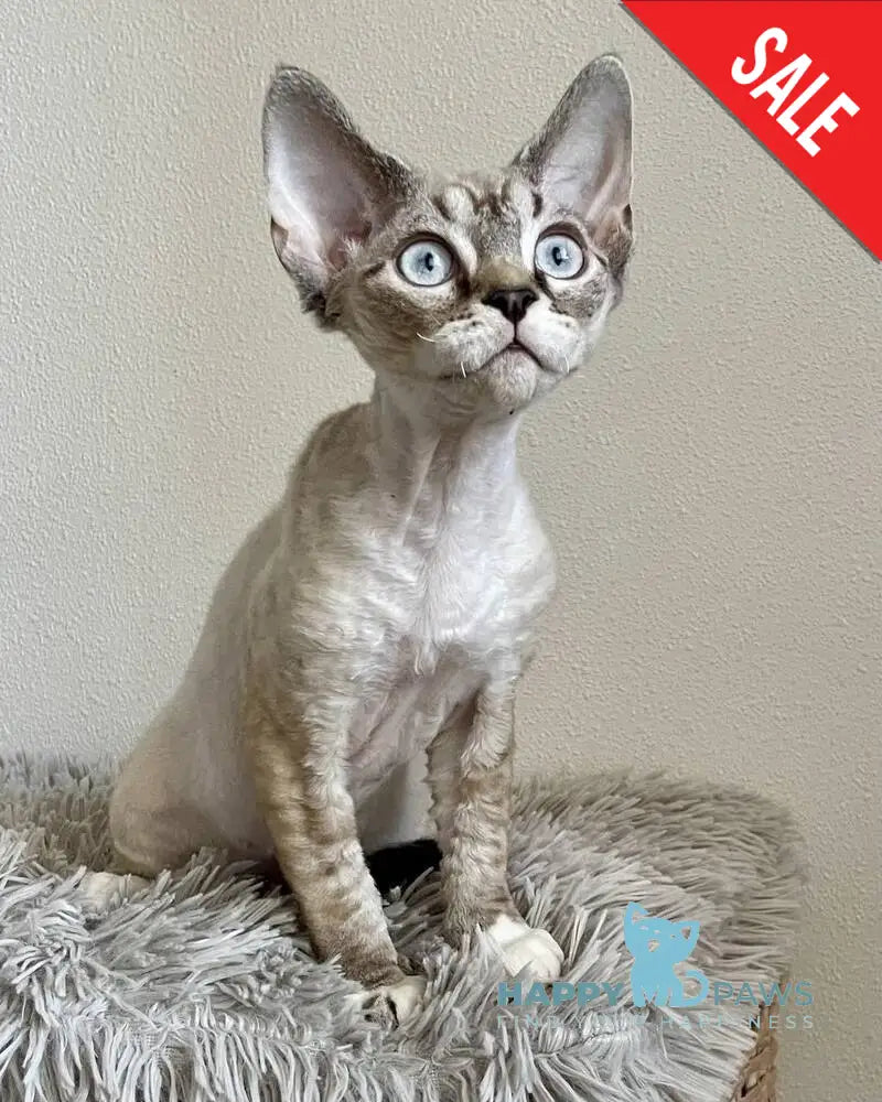 Isolde Grace Devon Rex female chocolate bicolour tabby pointed - live animals