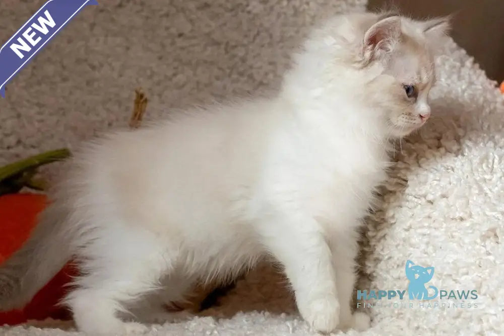 Issa Ragdoll female blue mitted lynx live animals
