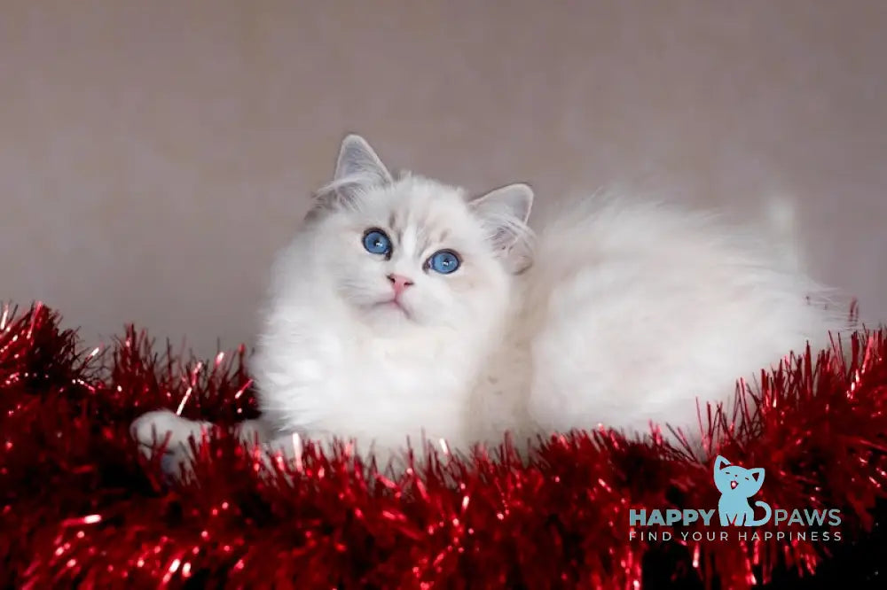 Issa Ragdoll female blue mitted lynx live animals