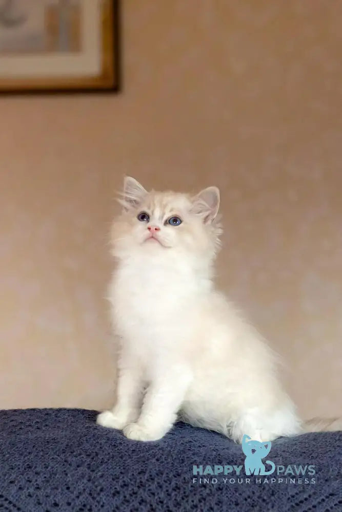 Issa Ragdoll female blue mitted lynx live animals