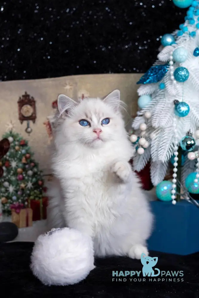 Issa Ragdoll female blue mitted lynx live animals