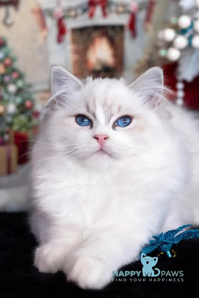 Issa Ragdoll female blue mitted lynx live animals
